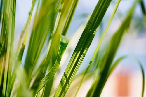Close-up of Green Blades of Grass