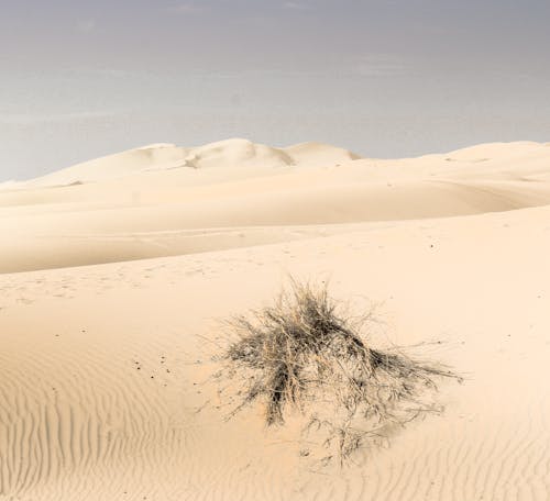 คลังภาพถ่ายฟรี ของ กิ่งแห้ง, ความสูญเปล่า, ทราย