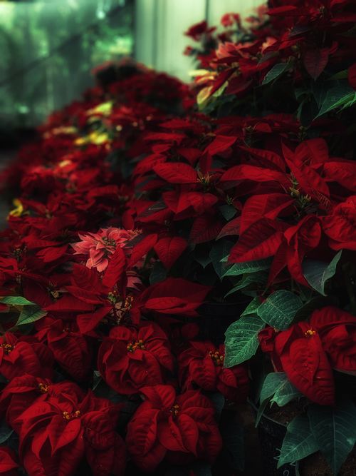 Free A vibrant display of red poinsettia flowers, perfect for holiday decorations. Stock Photo