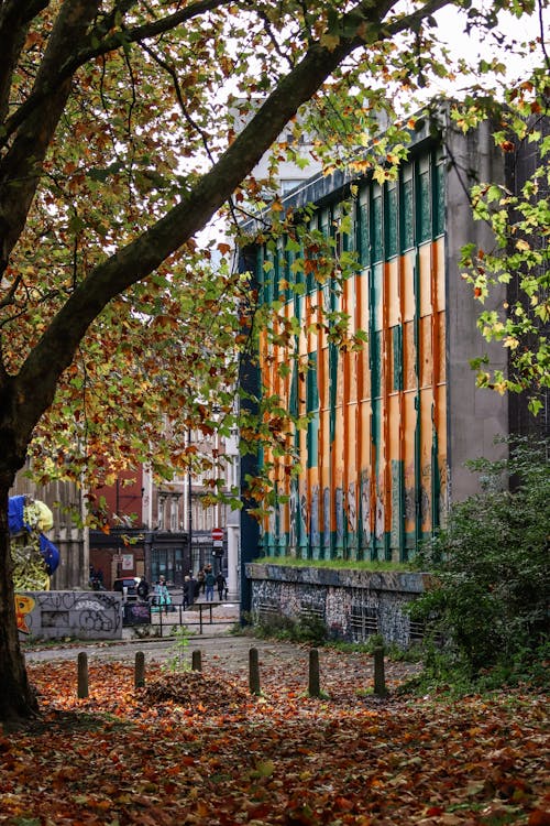 Tree in City in Autumn