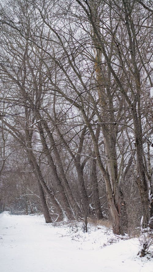 Foto d'estoc gratuïta de arbres, àrid, constipat