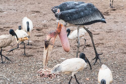 Free A Greater Adjutant and Painted Storks feeding in Bangkok, Thailand. Stock Photo