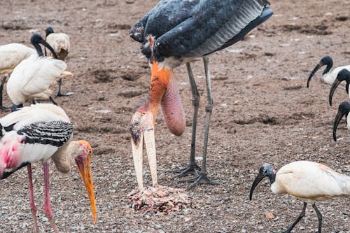 Foto profissional grátis de ajudante maior, areia, cegonhas pintadas