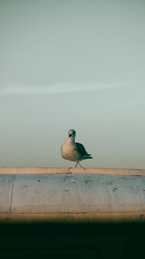 A bird is standing on top of a car