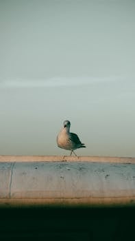 Serene seagull standing on a roof against a clear sky in İstanbul, offering a peaceful outdoor scene.