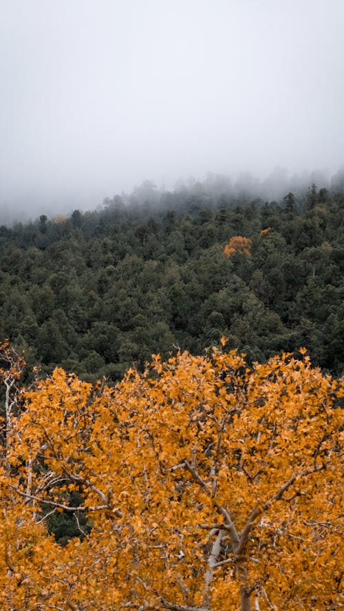 Free Fog Over the Autumn Forest Stock Photo