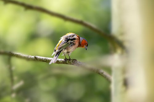 노래하는 새, 동물 사진, 뒷모습의 무료 스톡 사진