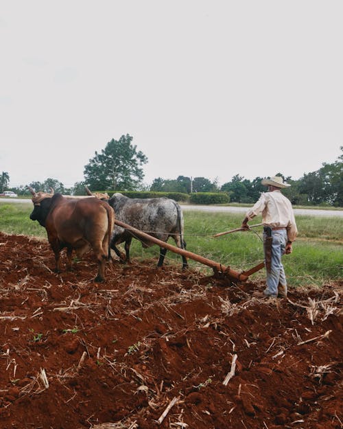 Foto stok gratis agrikultura, berjalan, bidang