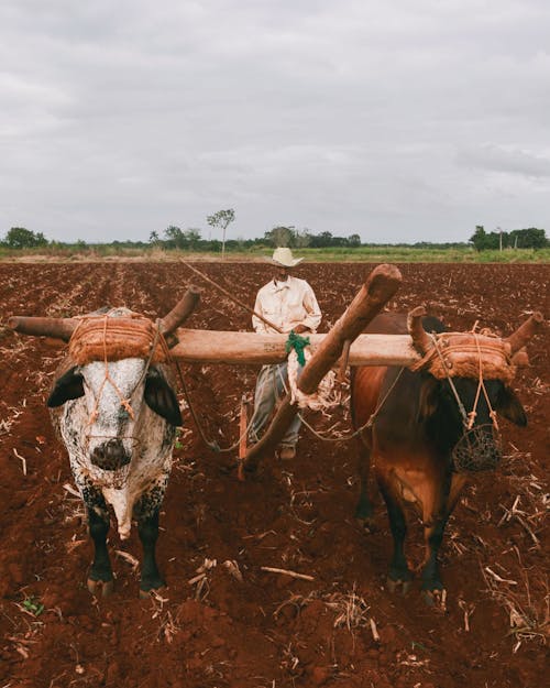 Farmer Plowing Field with Oxes