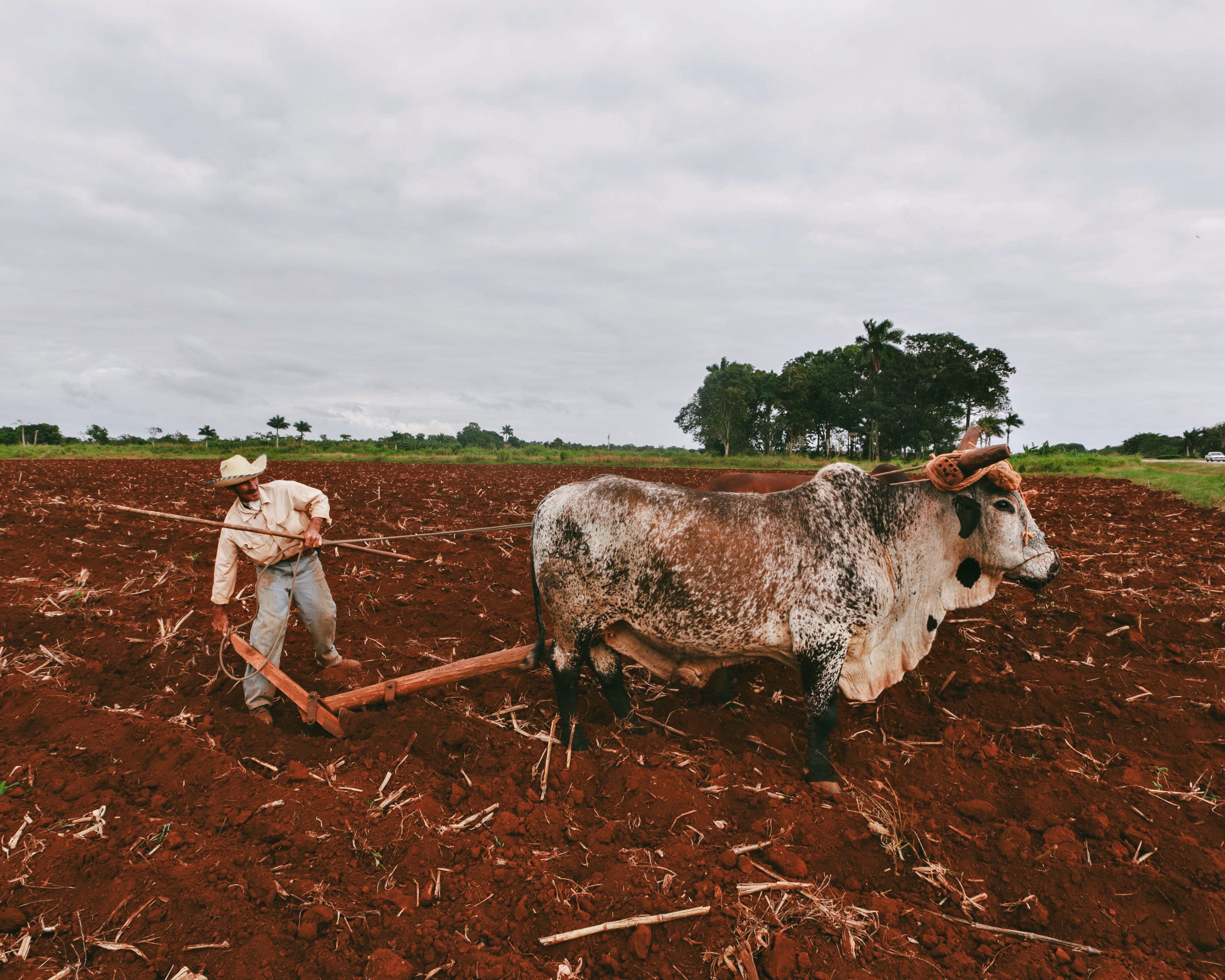 Foto profissional gratuita de agricultor, agricultura, agricultura ...