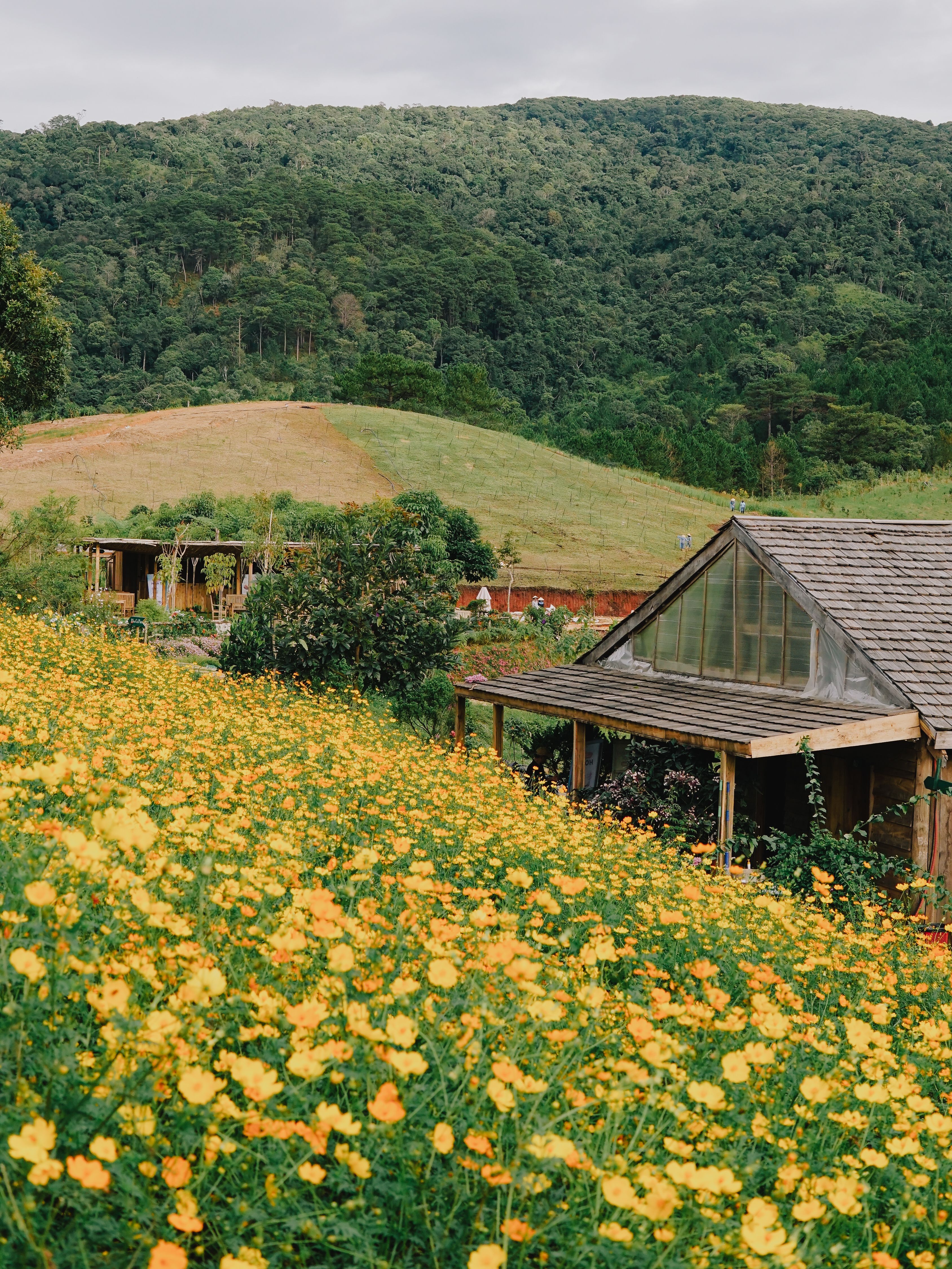 Meadow of Yellow Flowers in Countryside · Free Stock Photo