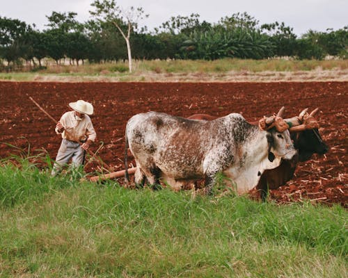 人, 奶牛, 牧場 的 免費圖庫相片