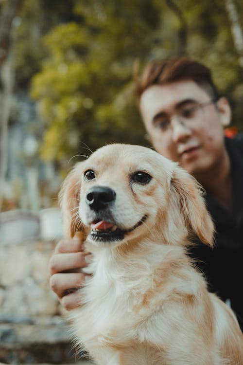 Golden Retriever Puppy Petted by its Owner