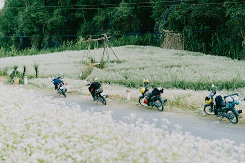 Motorcycles Left on the Roadside by a Rice Field
