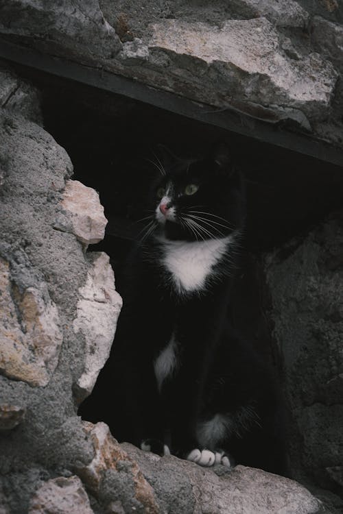 Black Cat among Rocks