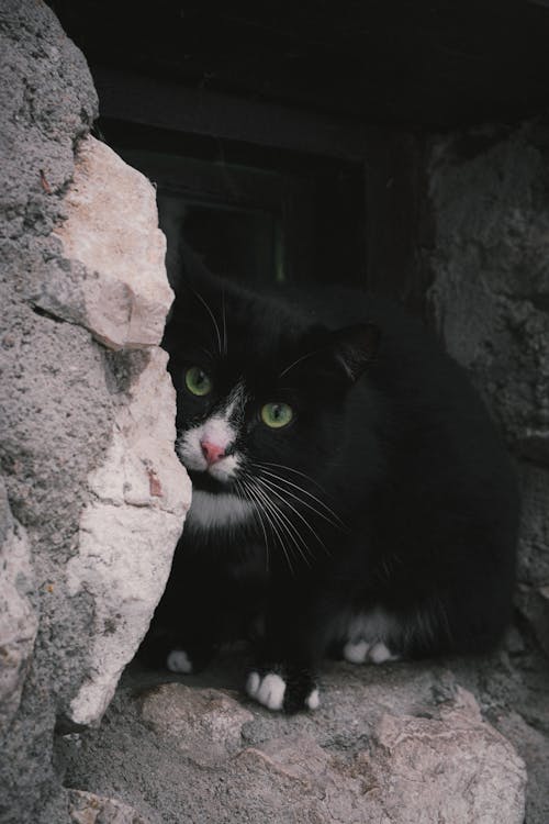 Cat in a Stone Hole