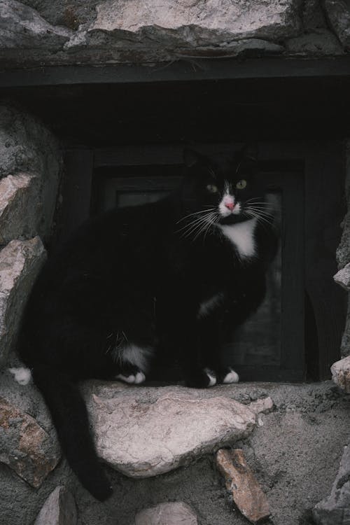 고양이, 구멍, 돌의 무료 스톡 사진