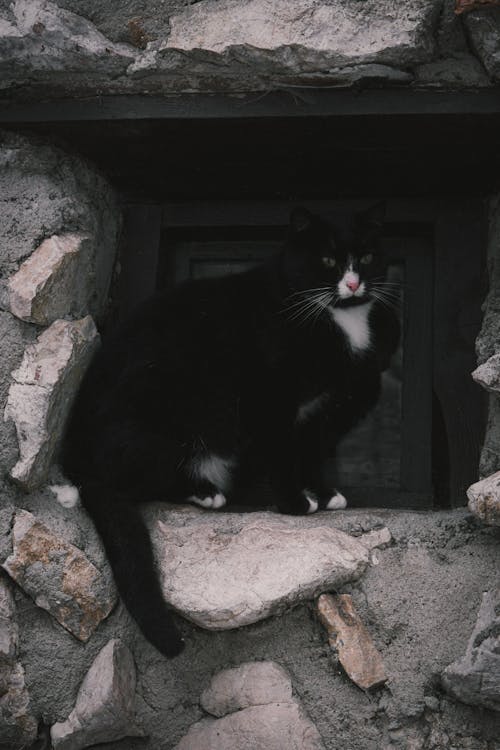 Black Cat in a Stone Hole