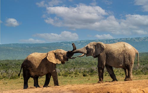 Elephants in Nature