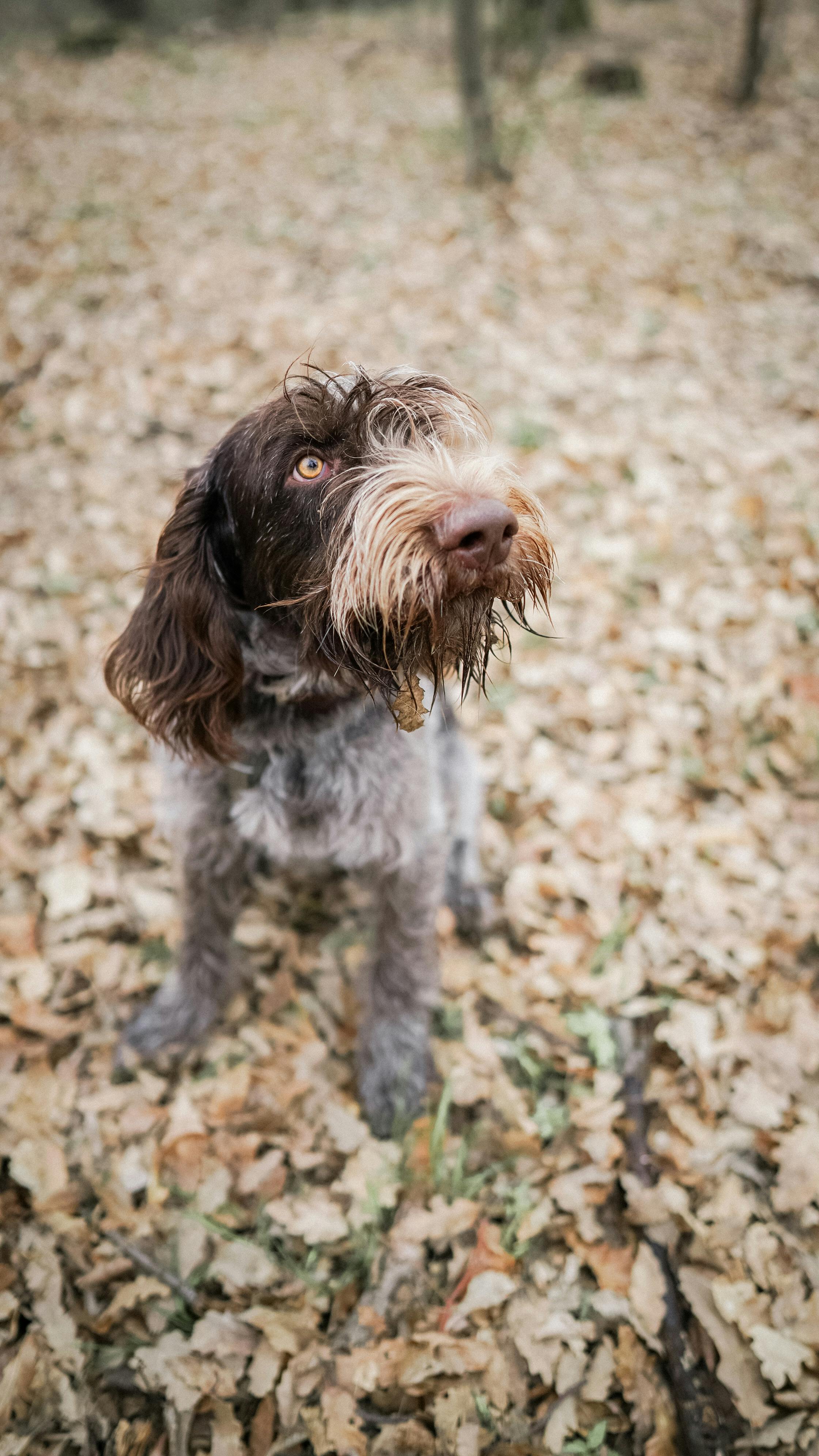 Why Do Dogs Have Wet Noses? Discover the Surprising Reasons 9 Why Does Your Dog’s Nose Change? Understanding the Natural Variations