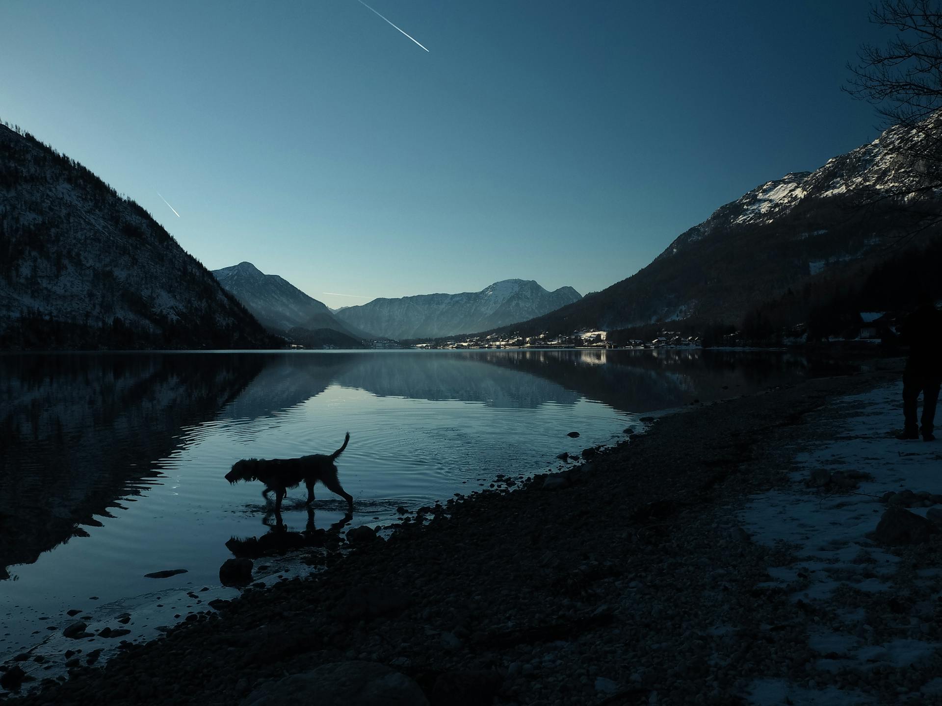 Silhouette of a Dog in a Lake in a Mountain Valley