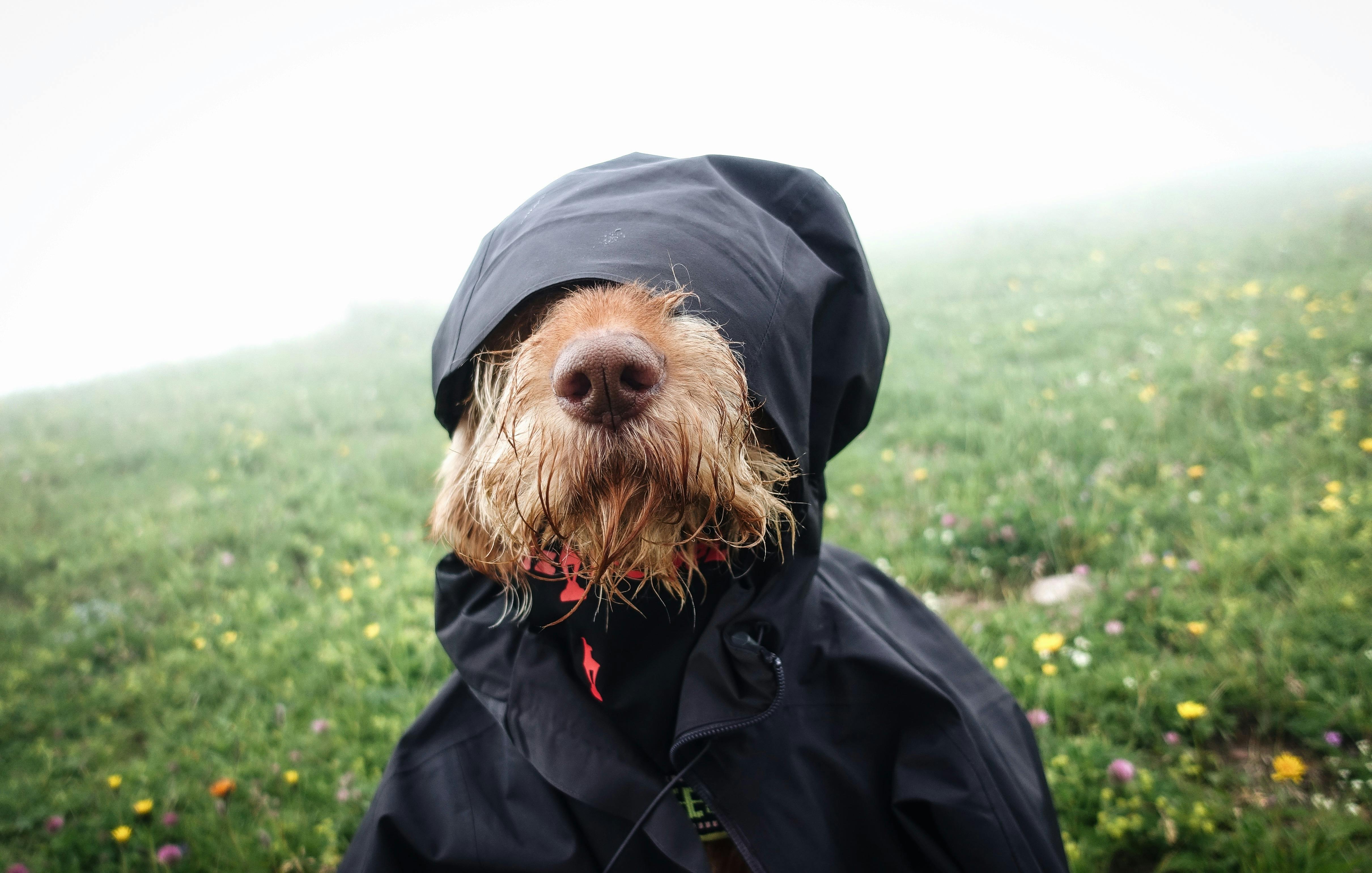 dog dressed in jacket