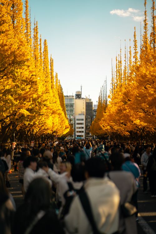 Free A bustling street scene in Tokyo during fall, with vibrant yellow ginkgo trees and a crowd of people. Stock Photo