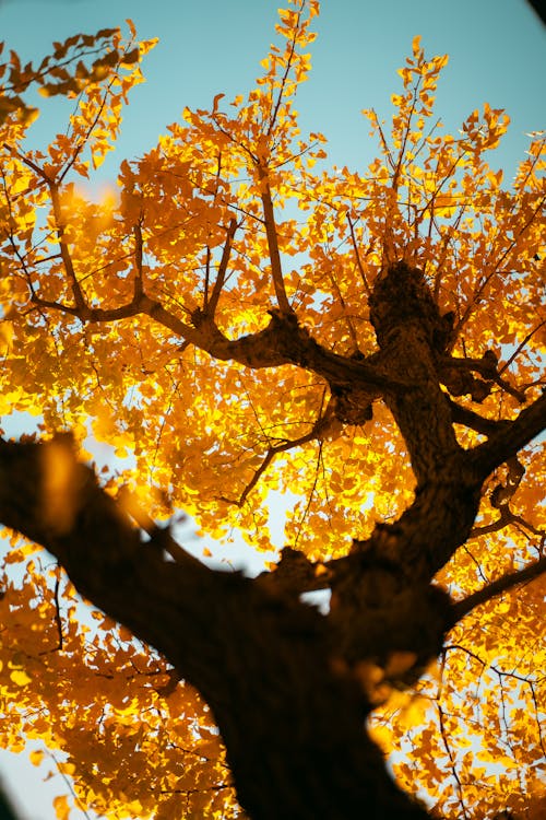 Darmowe zdjęcie z galerii z drzewo, jesień, liściaste