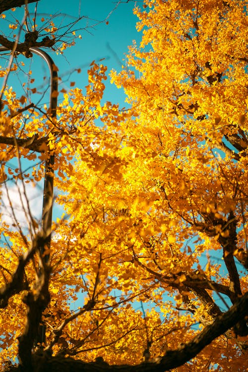 Fotos de stock gratuitas de caer, escénico, hojas doradas
