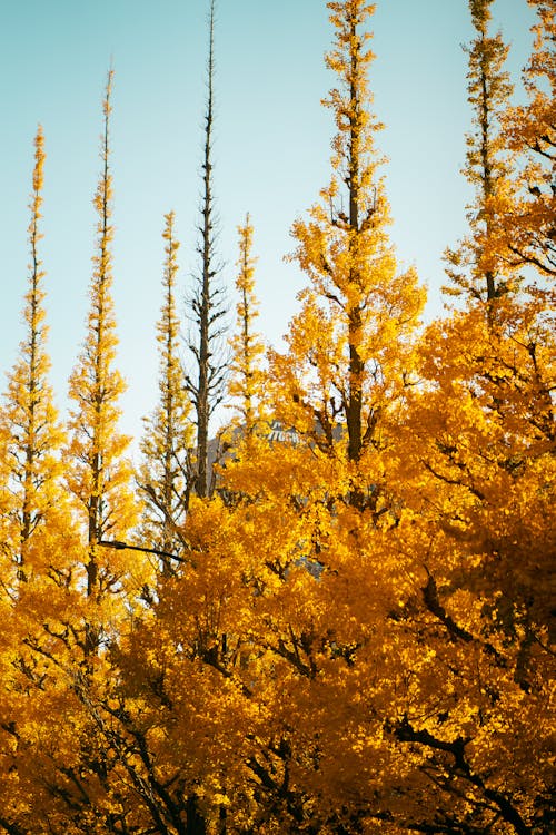 Darmowe zdjęcie z galerii z drzewa, jesień, liściaste