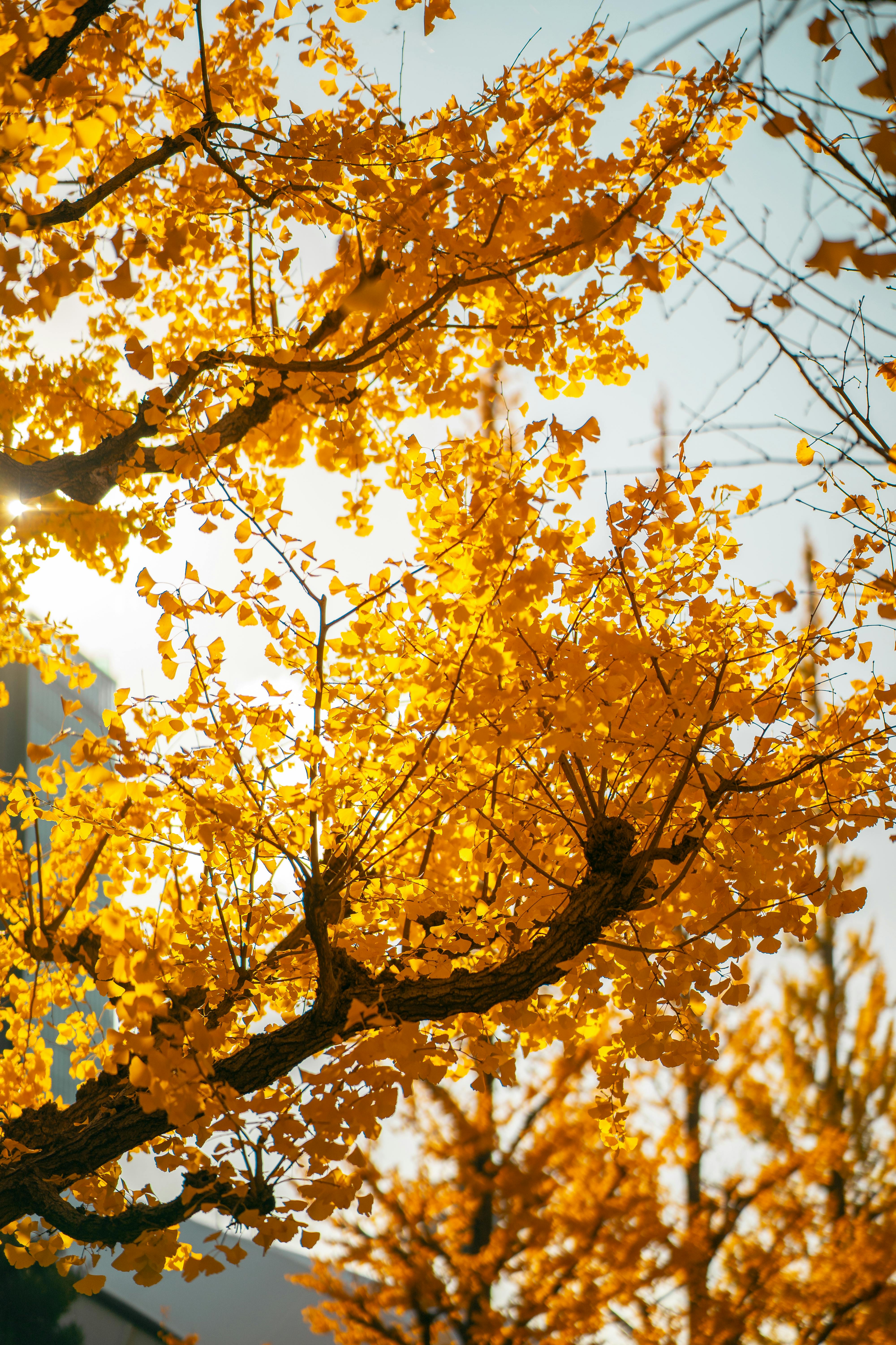 Sunlit view of golden ginkgo leaves during autumn in Tokyo's vibrant outdoor setting.