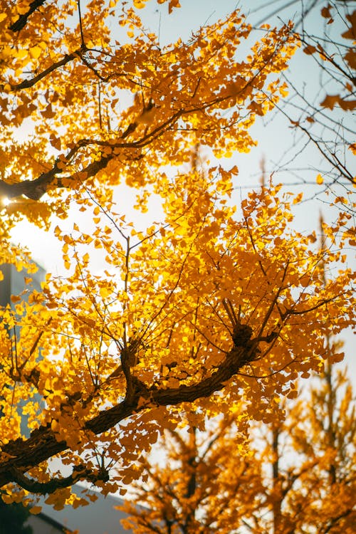 Бесплатное стоковое фото с вертикальный выстрел, ветви, золотые листья