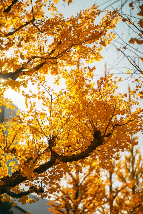 Fotos de stock gratuitas de árbol, caer, follaje