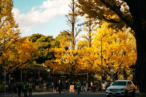 Gratis stockfoto met auto, gele bomen, herfst