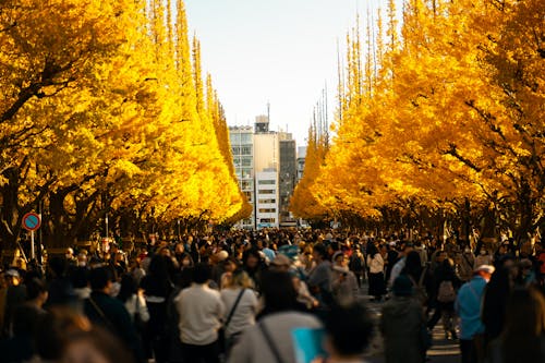 Crowd on the Walkway Among Trees with Golden Autumn Leaves