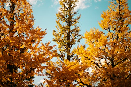 Trees with Golden Leaves 