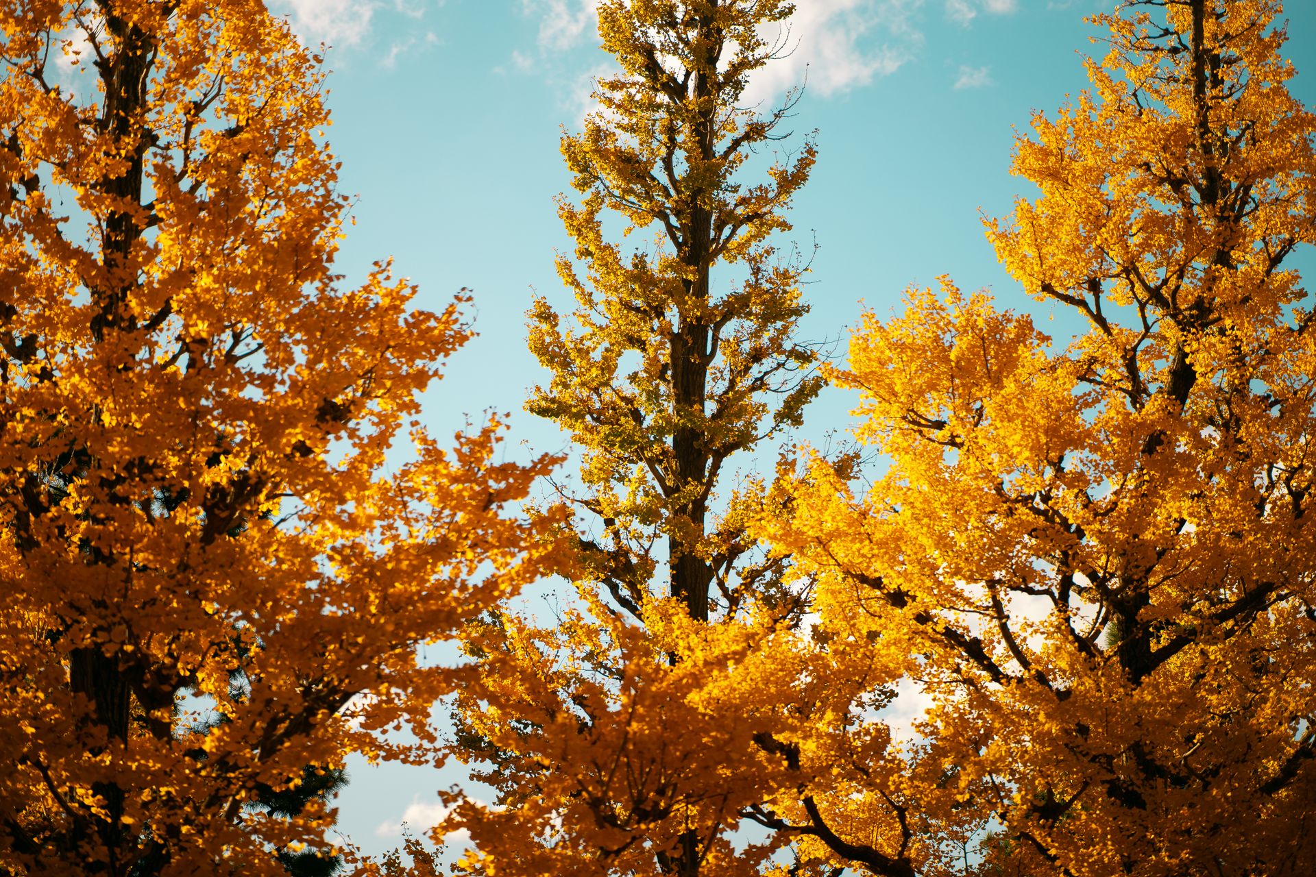 Golden ginkgo trees with vibrant autumn foliage against a bright blue sky in Tokyo, Japan.