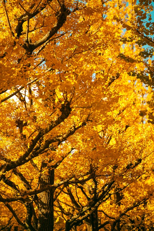 Darmowe zdjęcie z galerii z hotspot, japonia, jesień
