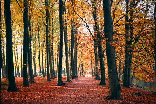 Tranquil autumn pathway in Den Haag's forest, showcasing vibrant fall foliage.