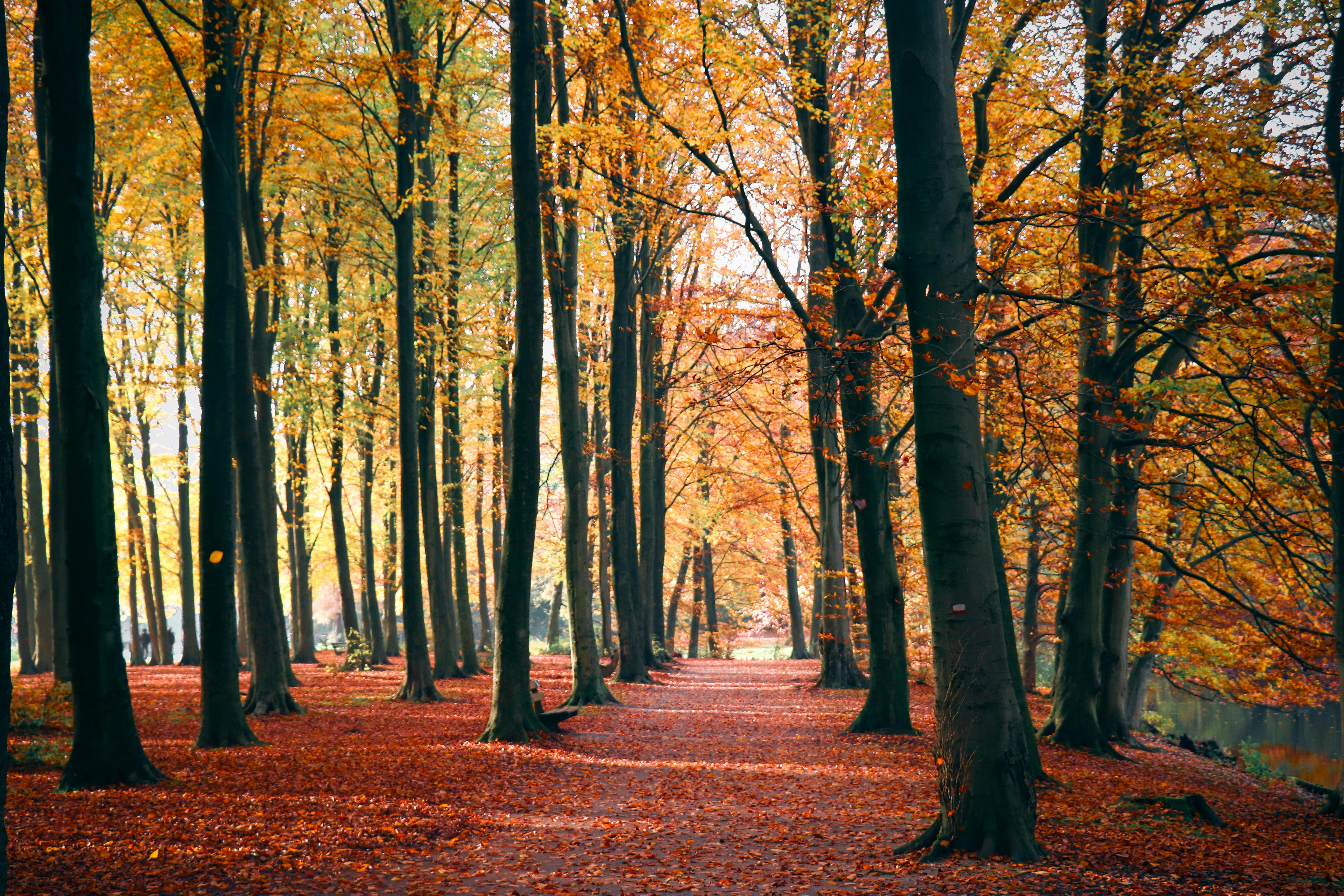 Colorful Park In Autumn · Free Stock Photo