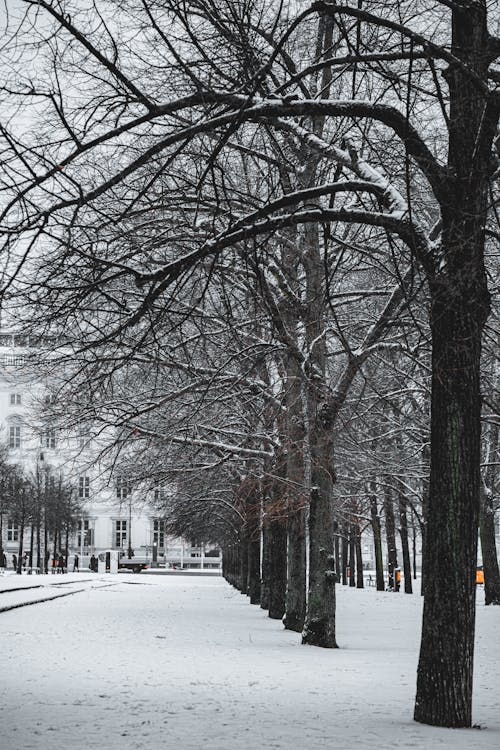 Snowy Berlin 
