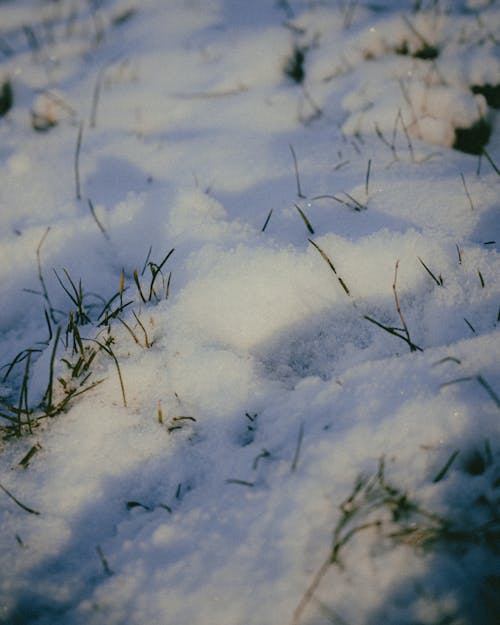 Gratis stockfoto met aarde, gras, grassprieten