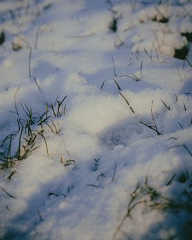 Close-up of snow-covered grass blades in a winter landscape, highlighting the serene cold nature.