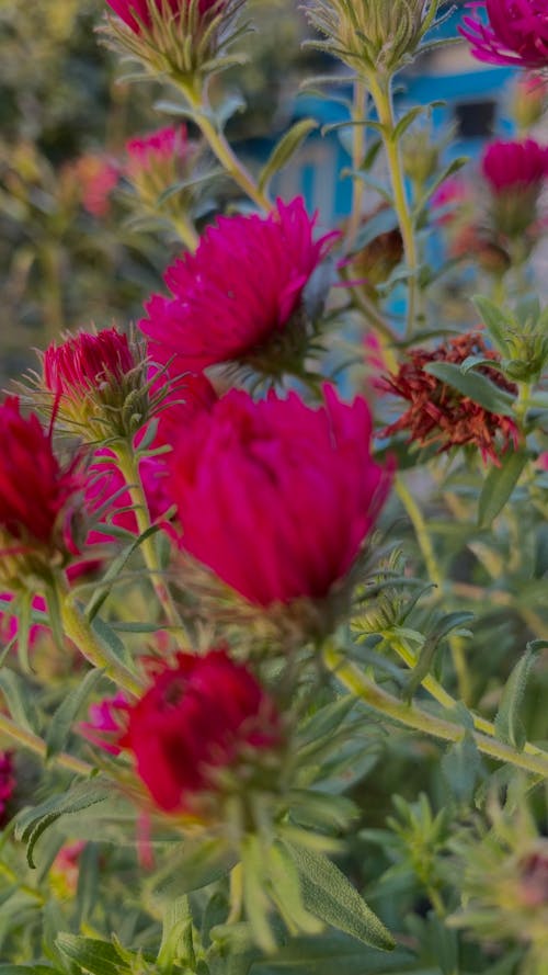 Kostenloses Stock Foto zu engels atem blüht, neon pink, schöne blume