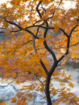 Beautiful orange maple leaves in fall, captured in Toyota, Japan. Perfect for seasonal decor.
