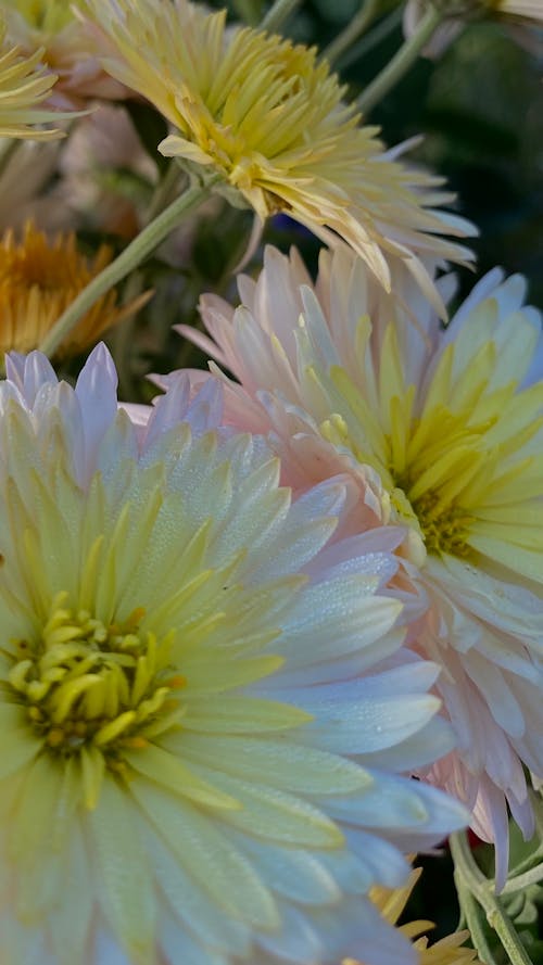 Kostenloses Stock Foto zu chrysanthemen, herbst, schöne blumen