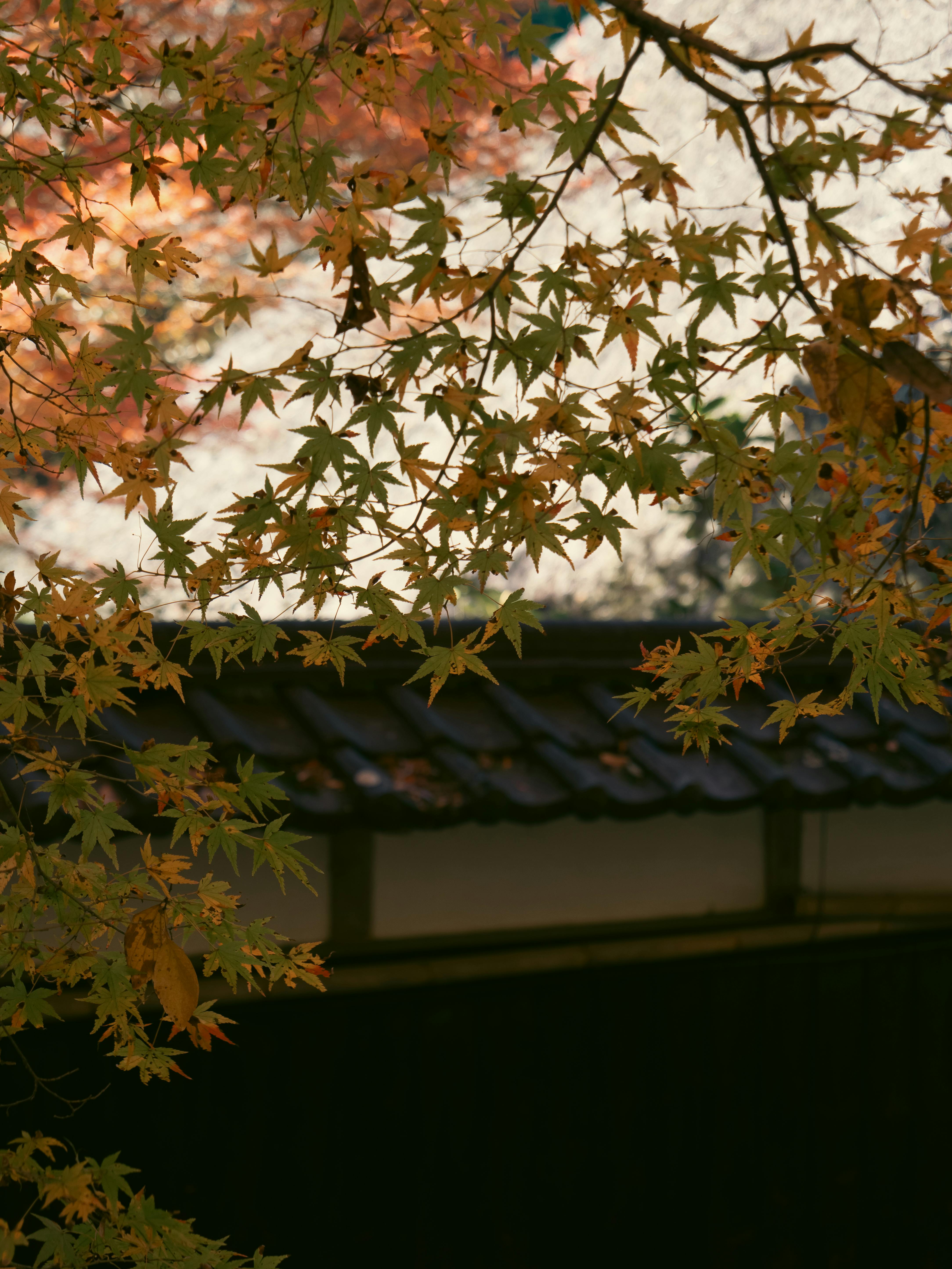 Autumn leaves over a traditional Japanese roof in Toyota, Aichi.