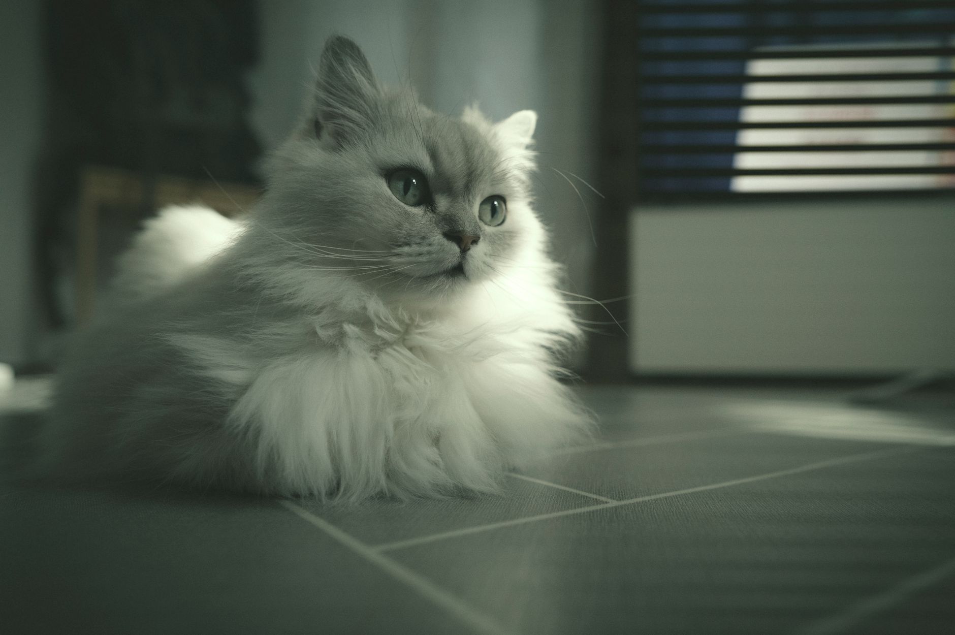A serene Persian cat with fluffy fur sitting indoors in soft lighting.