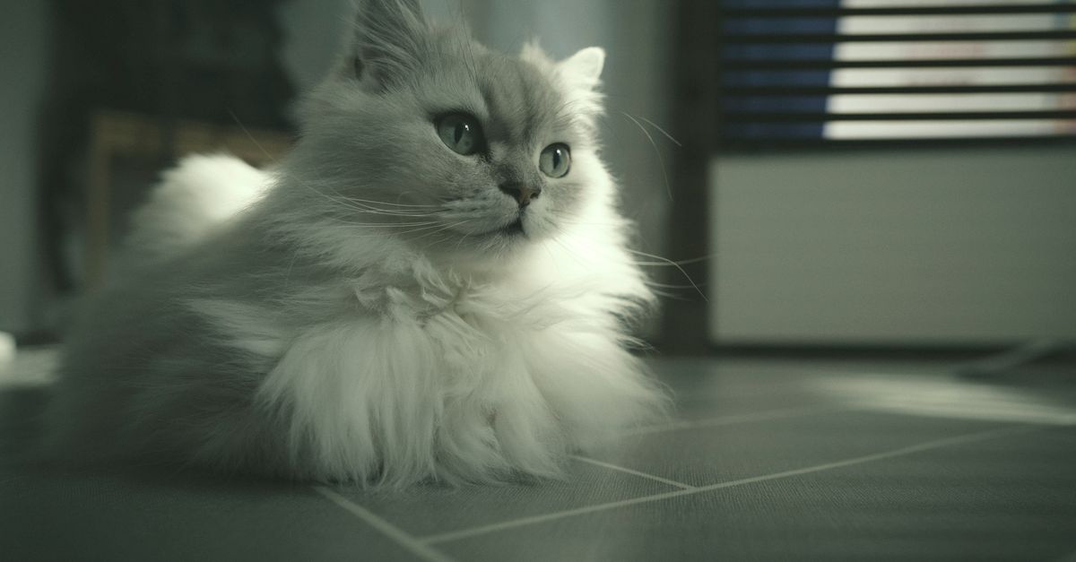 Laser chat : Top 10 jouets sécurisés 2026