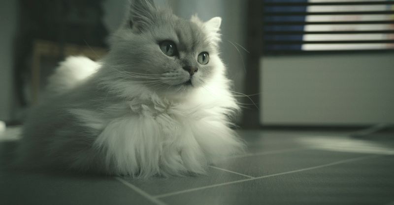 Laser chat : Top 10 jouets sécurisés 2026